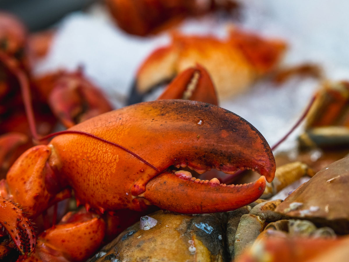 frozen seafood